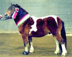 Deckhengst Kenny (Shetland Pony, 1996, von Kayn)