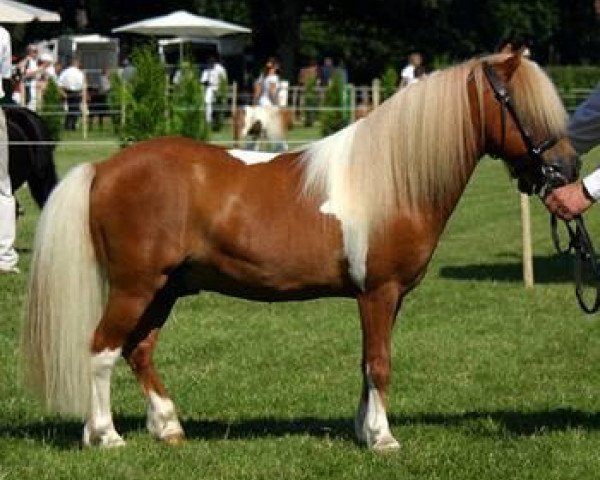 stallion Karlo (Shetland Pony, 1995, from Kadett)
