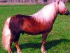 Deckhengst Kadett (Shetland Pony, 1988, von Karsten A 129 DDR)