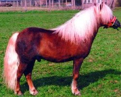 Deckhengst Kadett (Shetland Pony, 1988, von Karsten A 129 DDR)