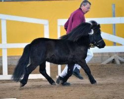 horse Jonas (Shetland Pony, 2009, from Jack of Shetland)