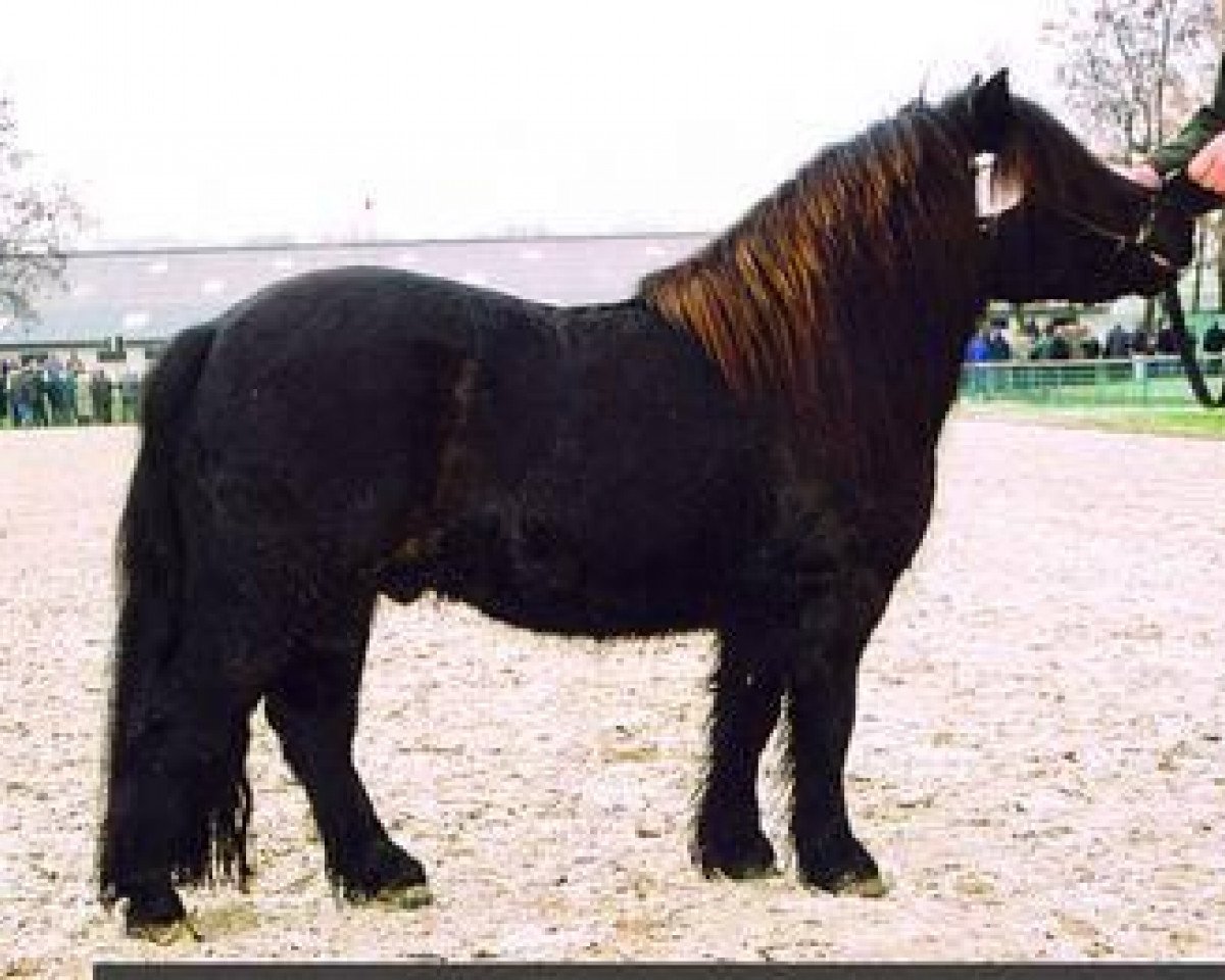 stallion Jack of Shetland (Shetland Pony, 2001, from Knock Court Jester)