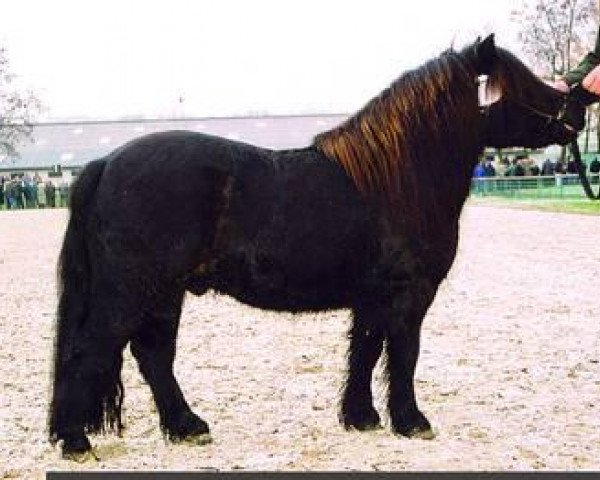 stallion Jack of Shetland (Shetland Pony, 2001, from Knock Court Jester)