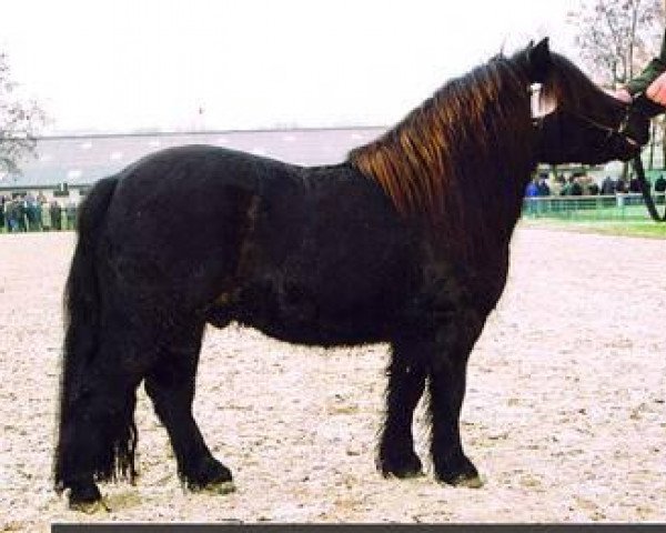 Deckhengst Jack of Shetland (Shetland Pony, 2001, von Knock Court Jester)