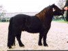 stallion Jack of Shetland (Shetland Pony, 2001, from Knock Court Jester)