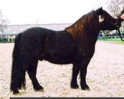 Deckhengst Jack of Shetland (Shetland Pony, 2001, von Knock Court Jester)