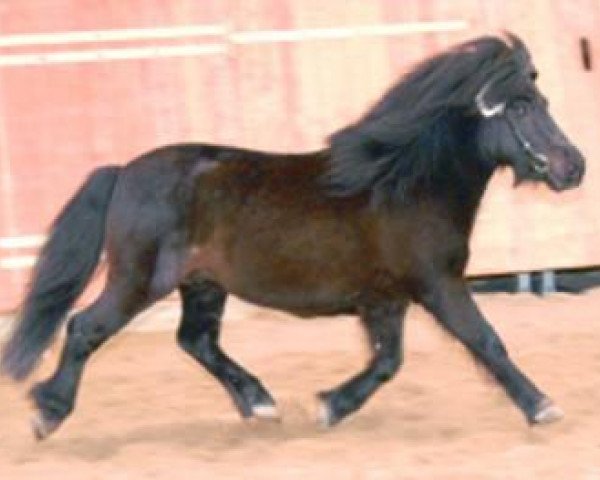 Deckhengst Isaak (Shetland Pony, 1991, von Ignaz)