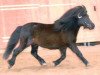 stallion Isaak (Shetland Pony, 1991, from Ignaz)