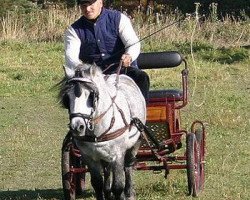 horse Grando (Shetland Pony, 1999, from Genua)