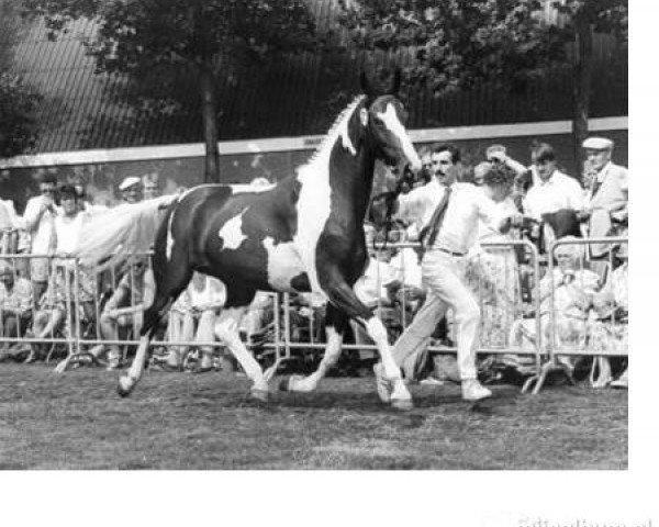 Zuchtstute Evita (Koninklijk Warmbloed Paardenstamboek Nederland (KWPN), 1986, von Zilverster)