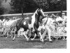 broodmare Evita (KWPN (Royal Dutch Sporthorse), 1986, from Zilverster)