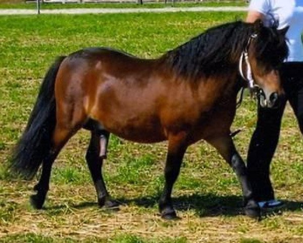 Dressurpferd Gino (Shetland Pony, 2004, von Gigolo)