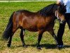 dressage horse Gino (Shetland Pony, 2004, from Gigolo)