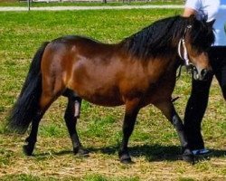 dressage horse Gino (Shetland Pony, 2004, from Gigolo)