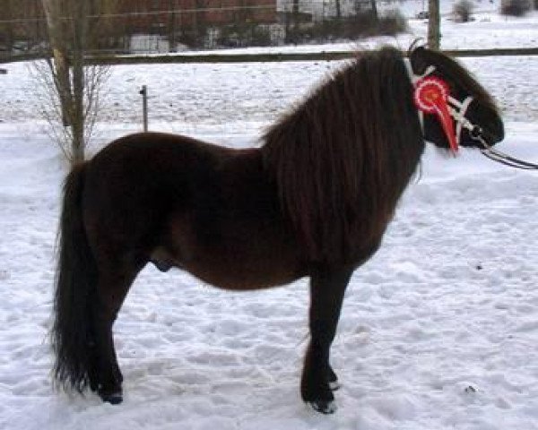 Deckhengst Gigolo (Shetland Pony, 2000, von Giegant v. Geldersoord)