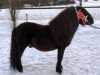 stallion Gigolo (Shetland Pony, 2000, from Giegant v. Geldersoord)