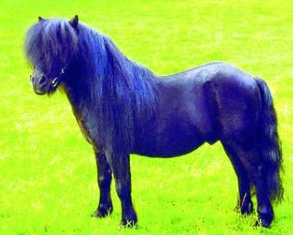 Deckhengst Gianni (Shetland Pony, 1992, von Crisjan van de Gathe)