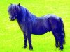 Deckhengst Gianni (Shetland Pony, 1992, von Crisjan van de Gathe)