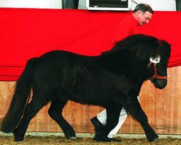 stallion Fetlar (Shetland Pony, 2002, from Favorit)