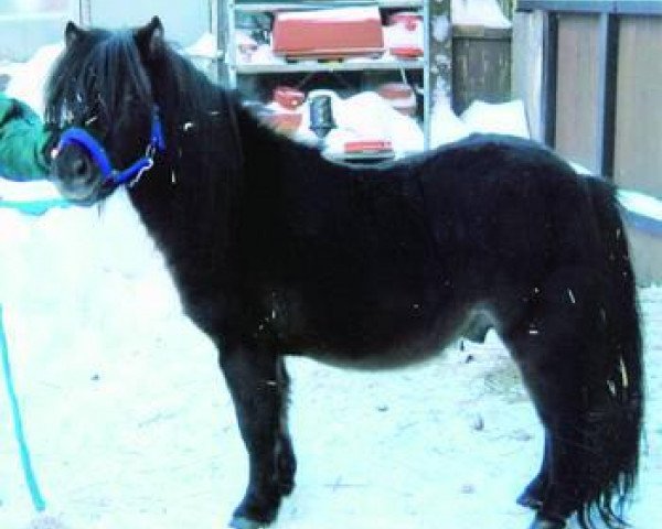 horse Davy Jones von Tanneck (Shetland Pony, 2007, from Grutness Darton)