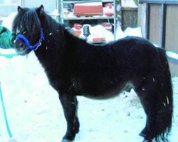 horse Davy Jones von Tanneck (Shetland Pony, 2007, from Grutness Darton)