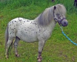 dressage horse Charly (German Warmblood, 2003, from Bayerns Champ)