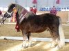 dressage horse Butz (Shetland Pony, 2007, from Ben-Wim)