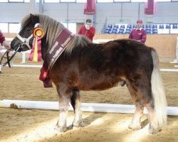 dressage horse Butz (Shetland Pony, 2007, from Ben-Wim)