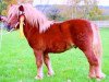 stallion Brillant (Shetland Pony, 1991, from Benno)