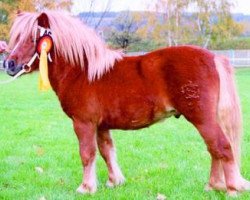 stallion Brillant (Shetland Pony, 1991, from Benno)