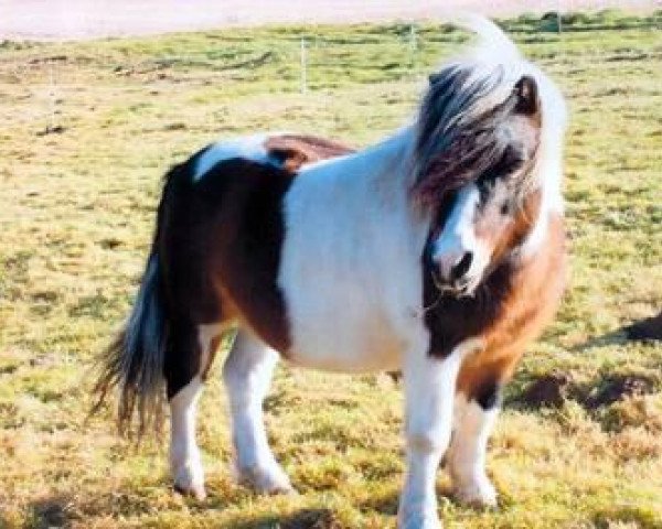 horse Boy (Shetland Pony, 1993, from Brendy)