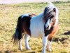 Pferd Boy (Shetland Pony, 1993, von Brendy)
