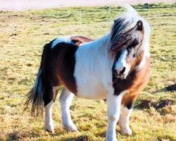 Pferd Boy (Shetland Pony, 1993, von Brendy)