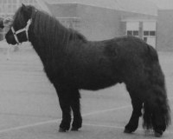 Deckhengst Barto v.d. Mulder (Shetland Pony, 1987, von Lord Gloom van Vliek)