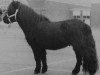 Deckhengst Barto v.d. Mulder (Shetland Pony, 1987, von Lord Gloom van Vliek)