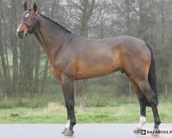 stallion Pablo van Berkenbroeck (Westphalian, 1991, from Pit I)