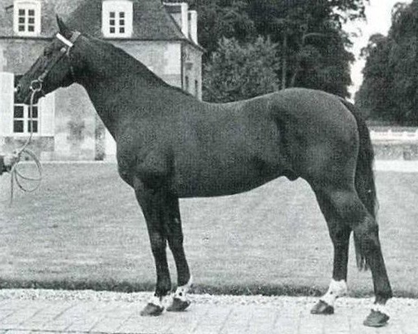 stallion Mexico (Selle Français, 1956, from Furioso xx)