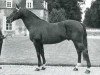 horse Mexico (Selle Français, 1956, from Furioso xx)