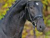 dressage horse Genesis (Westphalian, 2009, from Gribaldi)