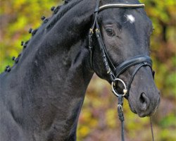 dressage horse Genesis (Westphalian, 2009, from Gribaldi)