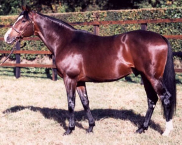 stallion Saddler's Hall xx (Thoroughbred, 1988, from Sadler's Wells xx)