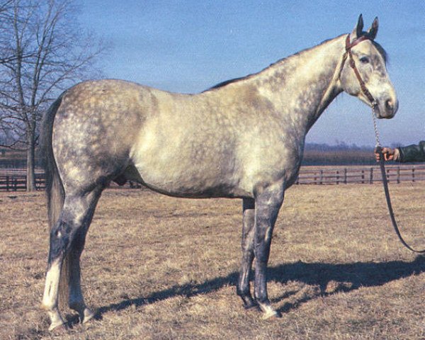 stallion Grey Dawn xx (Thoroughbred, 1962, from Herbager xx)
