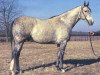 stallion Grey Dawn xx (Thoroughbred, 1962, from Herbager xx)