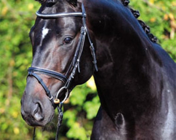 stallion Birkhof's Sirtaki (Oldenburg, 2005, from Sir Donnerhall I)