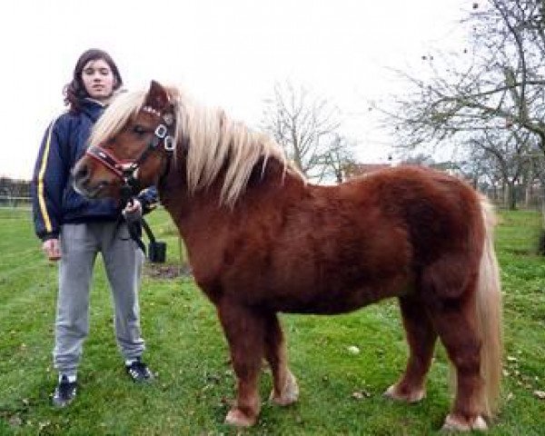 dressage horse Borschd'l (Shetland Pony, 1998, from Bill)