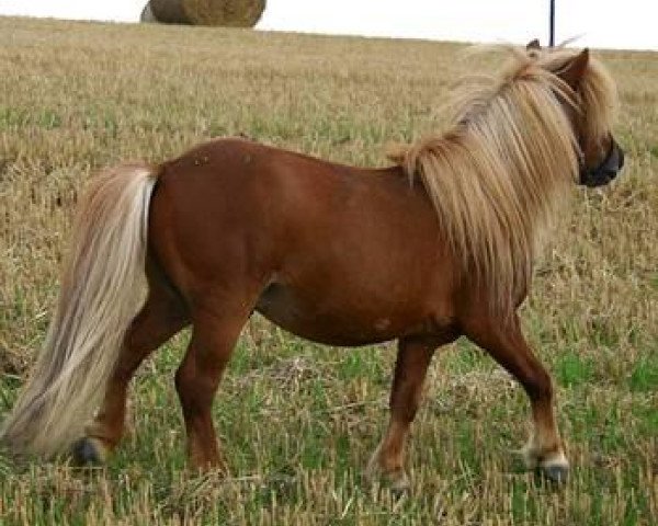 Deckhengst Birchwood Pageboy (Shetland Pony (unter 87 cm), 1996, von Birchwood Viscount)
