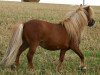 stallion Birchwood Pageboy (Shetland pony (under 87 cm), 1996, from Birchwood Viscount)