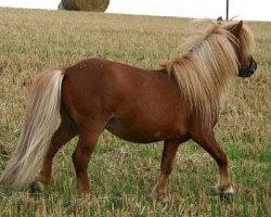 stallion Birchwood Pageboy (Shetland pony (under 87 cm), 1996, from Birchwood Viscount)