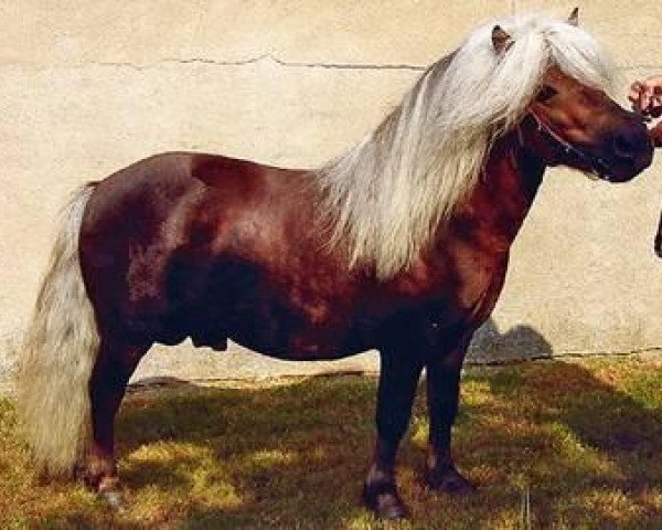 stallion Ben-Wim (Shetland Pony, 2001, from Benjamin)