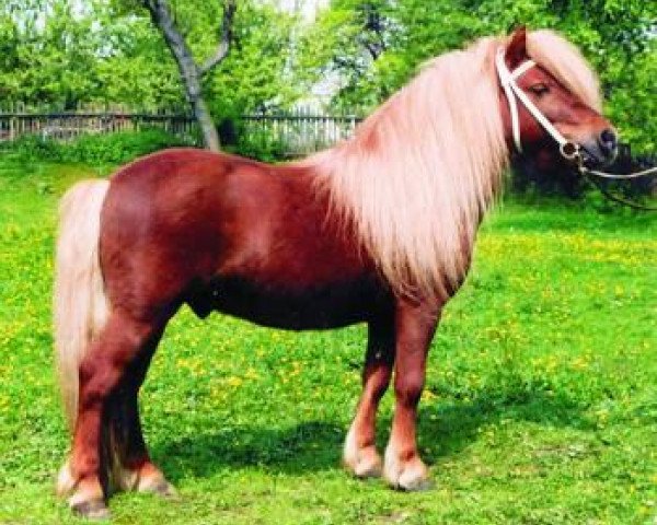 stallion Bel Ami (Shetland Pony, 1990, from Benno)